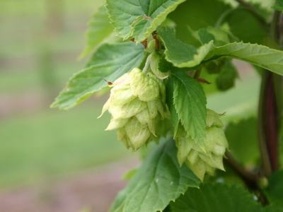 Green hop cones (Humulus lupulus) hanging from a vine with serrated leaves