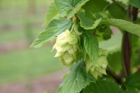 Green hop cones (Humulus lupulus) hanging from a vine with serrated leaves
