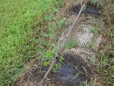 Drip irrigation tubing running over a grassy strip with erosion matting and small plants.