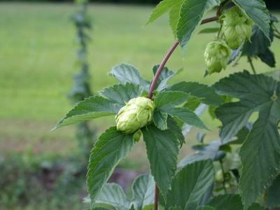 Hop vine with a green hop cone amid serrated leaves