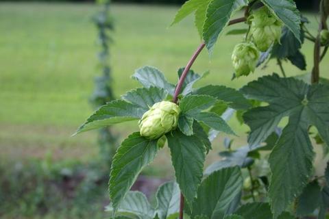 Hop vine with a green hop cone amid serrated leaves