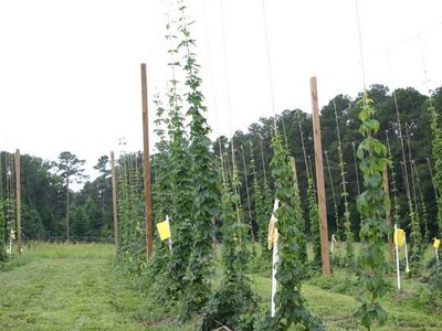 Rows of tall hop vines climbing twine between wooden poles in a field