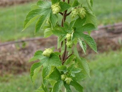 Hop vine with green hop cones climbing a support wire in a field