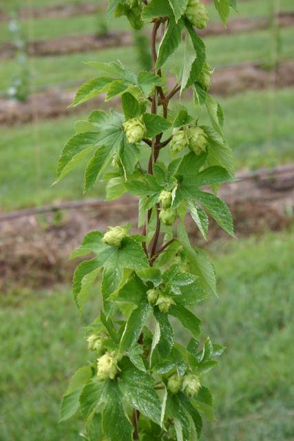 Hop vine with green hop cones climbing a support wire in a field