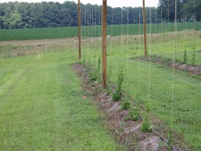 Young climbing plants trained on vertical strings between wooden poles in a field