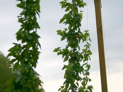 Two tall hop vines climbing vertical strings beside a wooden post in a field