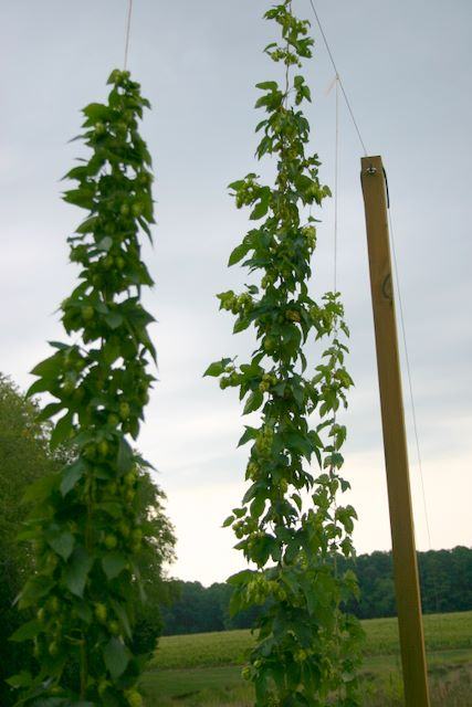 Two tall hop vines climbing vertical strings beside a wooden post in a field