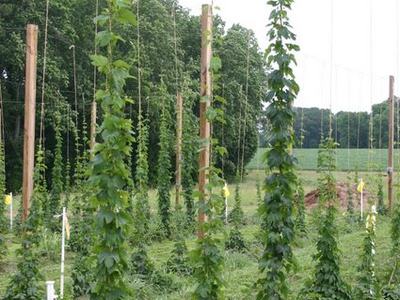 Tall hop bines climbing vertical strings between wooden poles in a field