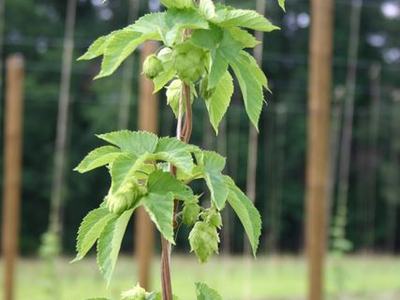 Hop vine with green hop cones climbing a trellis among wooden poles in a field