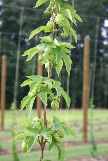Hop vine with green hop cones climbing a trellis among wooden poles in a field