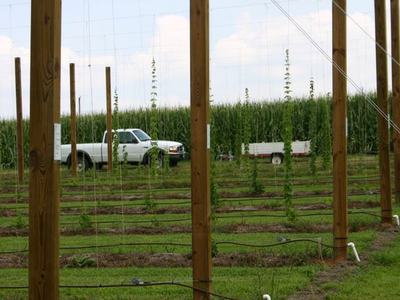 White pickup and small trailer beside trellised young hop rows in a field