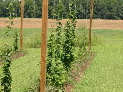 Rows of hop vines climbing twine between wooden poles in a grassy field