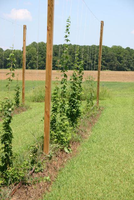 Rows of hop vines climbing twine between wooden poles in a grassy field