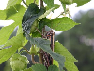 Grasshopper clinging to stems among green leaves