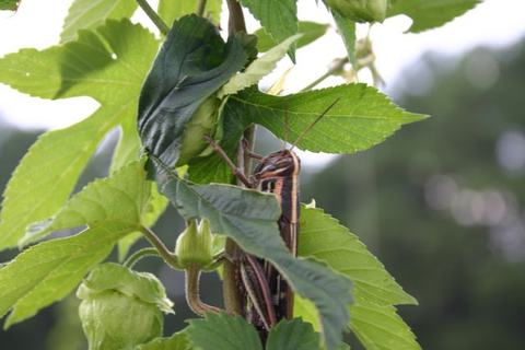 Grasshopper clinging to stems among green leaves