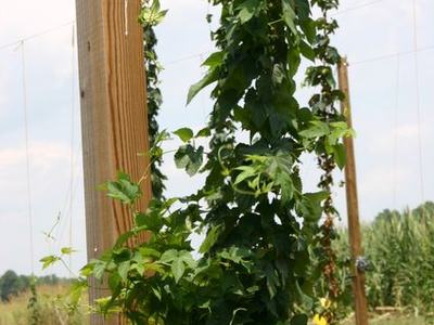 Green climbing vine growing up a wooden trellis post in an agricultural field