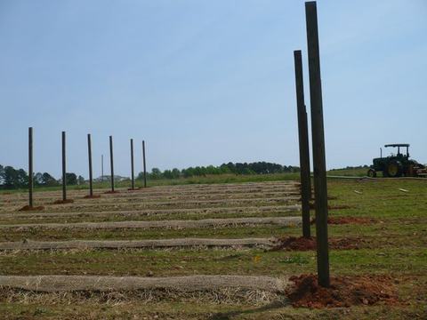 Rows of straw-covered planting beds with tall wooden posts and distant tractor