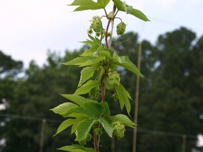 Vertical hop vine climbing a support, with green hop cones and leaves visible