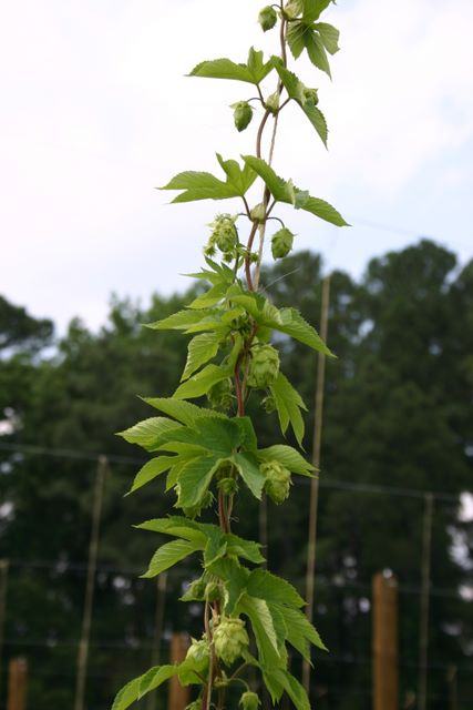 Vertical hop vine climbing a support, with green hop cones and leaves visible