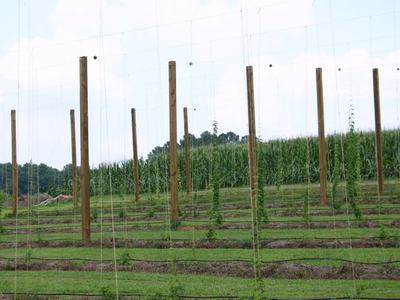 Hops trellis rows with wooden poles and young climbing plants in a field