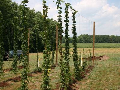 Tall hop vines trained on twine between wooden poles in a field