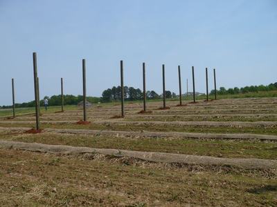 Rows of wooden posts set in a prepared agricultural field for trellis installation