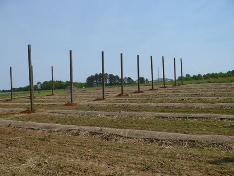 Rows of wooden posts set in a prepared agricultural field for trellis installation