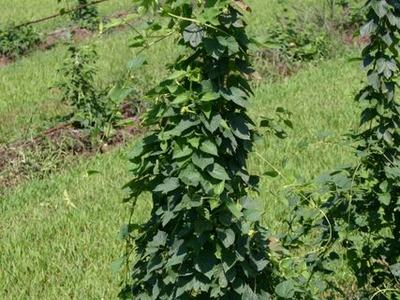 Vining plant climbing a wooden support post in a grassy field