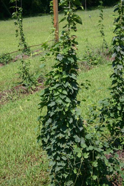Vining plant climbing a wooden support post in a grassy field