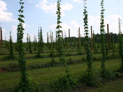 Rows of wooden poles with climbing hop vines on trellises in a field