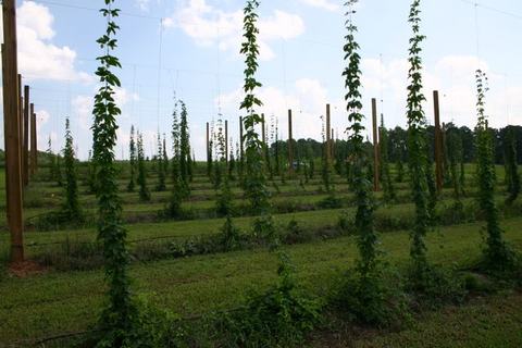 Rows of wooden poles with climbing hop vines on trellises in a field