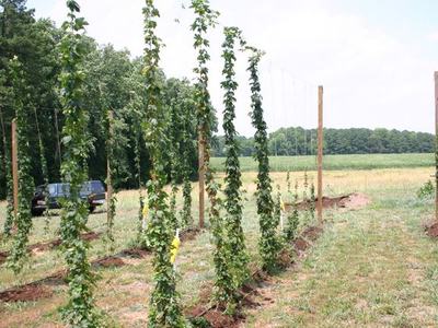 Rows of hop bines climbing vertical trellis strings between wooden poles in a field