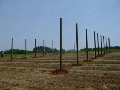 Rows of vertical wooden posts set in a field for trellis/fence construction