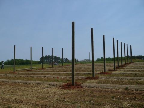 Rows of vertical wooden posts set in a field for trellis/fence construction