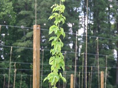 Single vertical climbing vine on twine between wooden posts in a field