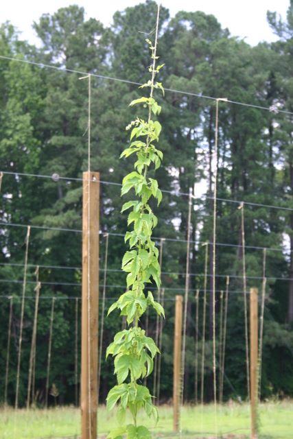 Single vertical climbing vine on twine between wooden posts in a field
