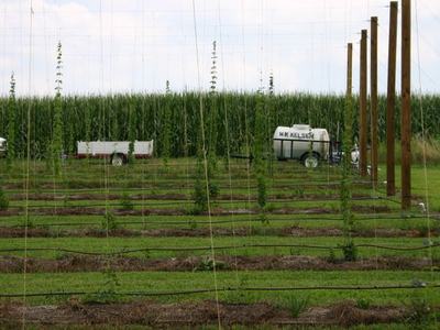 Trellised hop rows with wooden posts and tank trailer labeled "M K KELSER"