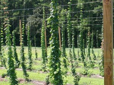 Rows of green vines climbing trellis wires on wooden poles in a field