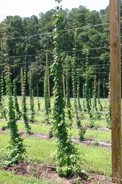Rows of green vines climbing trellis wires on wooden poles in a field