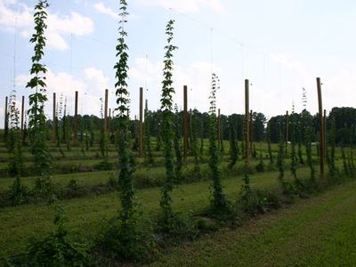 Rows of trellised climbing plants on tall poles in an agricultural field