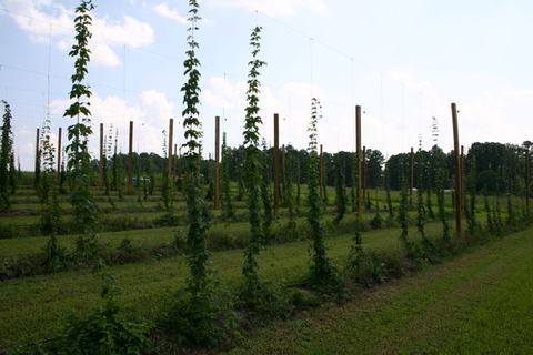 Rows of trellised climbing plants on tall poles in an agricultural field