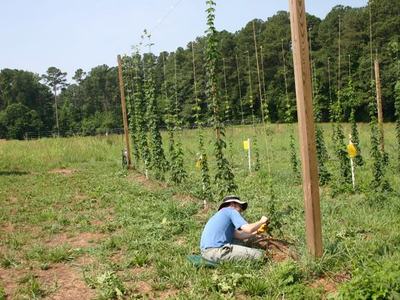 Person kneeling at base of trellis, tending hop vines in a field