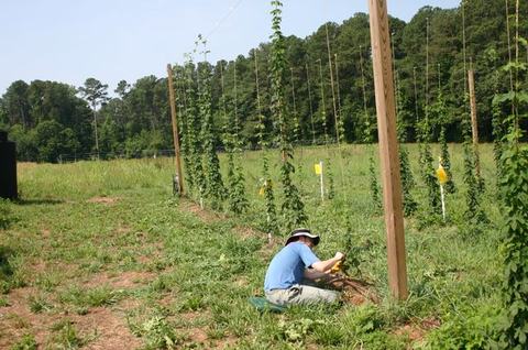 Person kneeling at base of trellis, tending hop vines in a field
