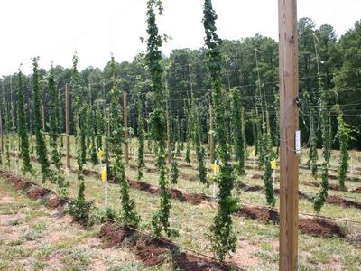 Rows of hop bines trained on trellis wires between wooden posts in a field
