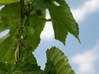 Close-up of green leaves with small developing seed clusters against a blue sky