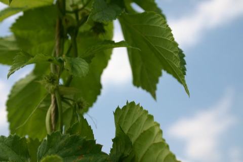 Close-up of green leaves with small developing seed clusters against a blue sky