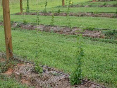 Young climbing vines on vertical strings between wooden posts in grassy planting rows
