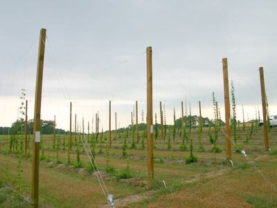 Wooden poles and wire trellises supporting young hop vines planted in rows