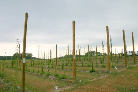 Wooden poles and wire trellises supporting young hop vines planted in rows