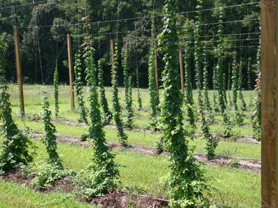 Rows of hop vines trained on trellis poles in a grassy field